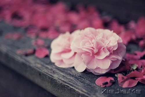 早安心语:我正在努力变成自己喜欢的那个自己 (8)