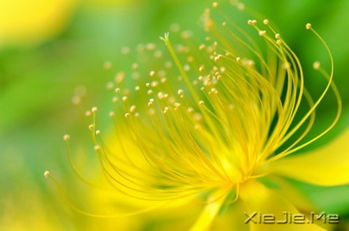 青春励志文章:如果你有梦想,就一定要捍卫它